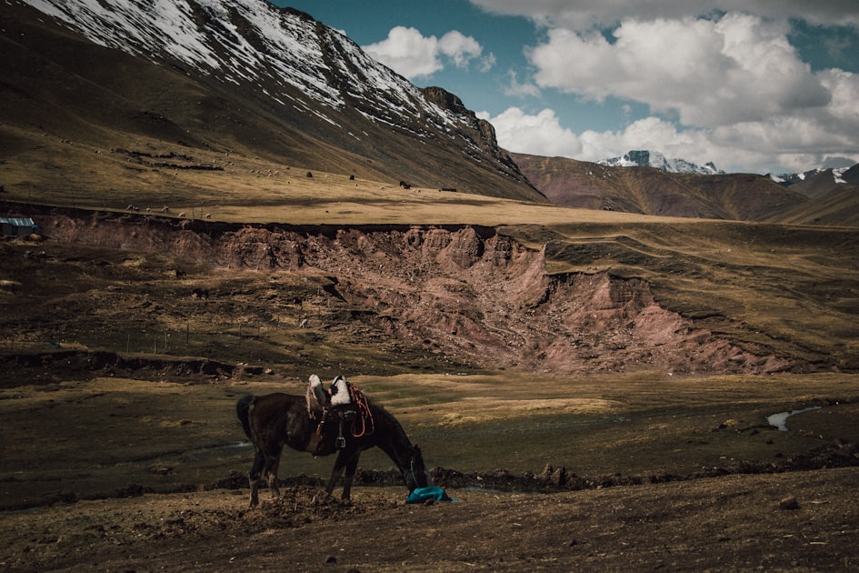 Natural Horsemanship Workshops